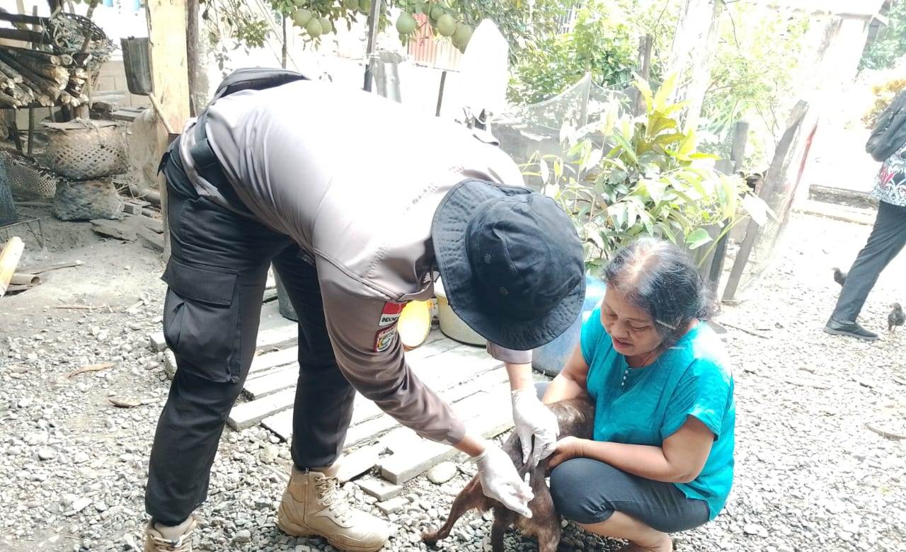 Ratusan Hewan Peliharaan di Sekayam Divaksin Rabies, Wujudkan Desa Bebas Rabies